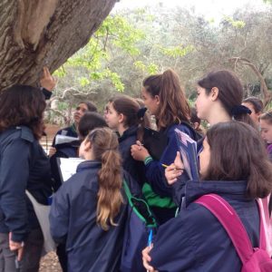 Science Fieldwork at Buskett Gardens